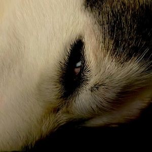 Meet your Posher, Ayden